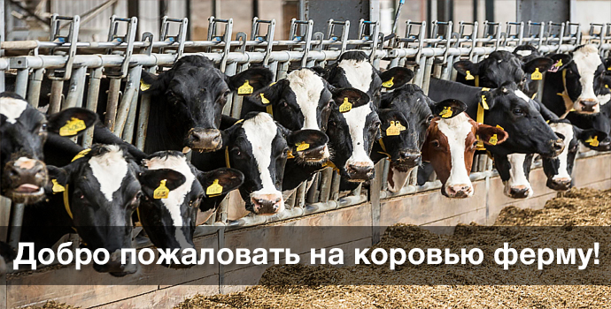 КОРОВЬЯ ФЕРМА. Купить коровье мясо и молочные продукты недорого в  подмосковье.
